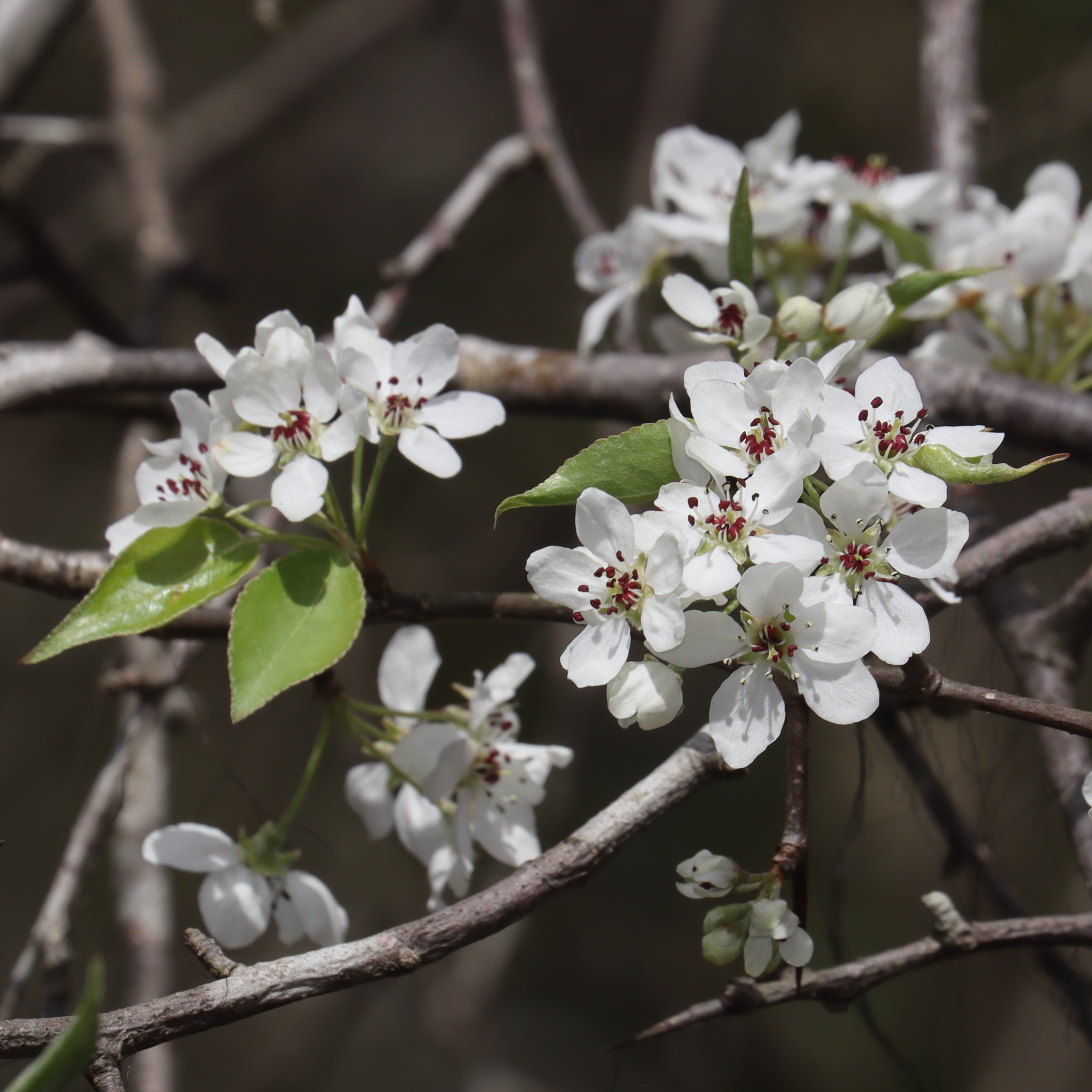 Bradford Pear blossoms in stunning detail