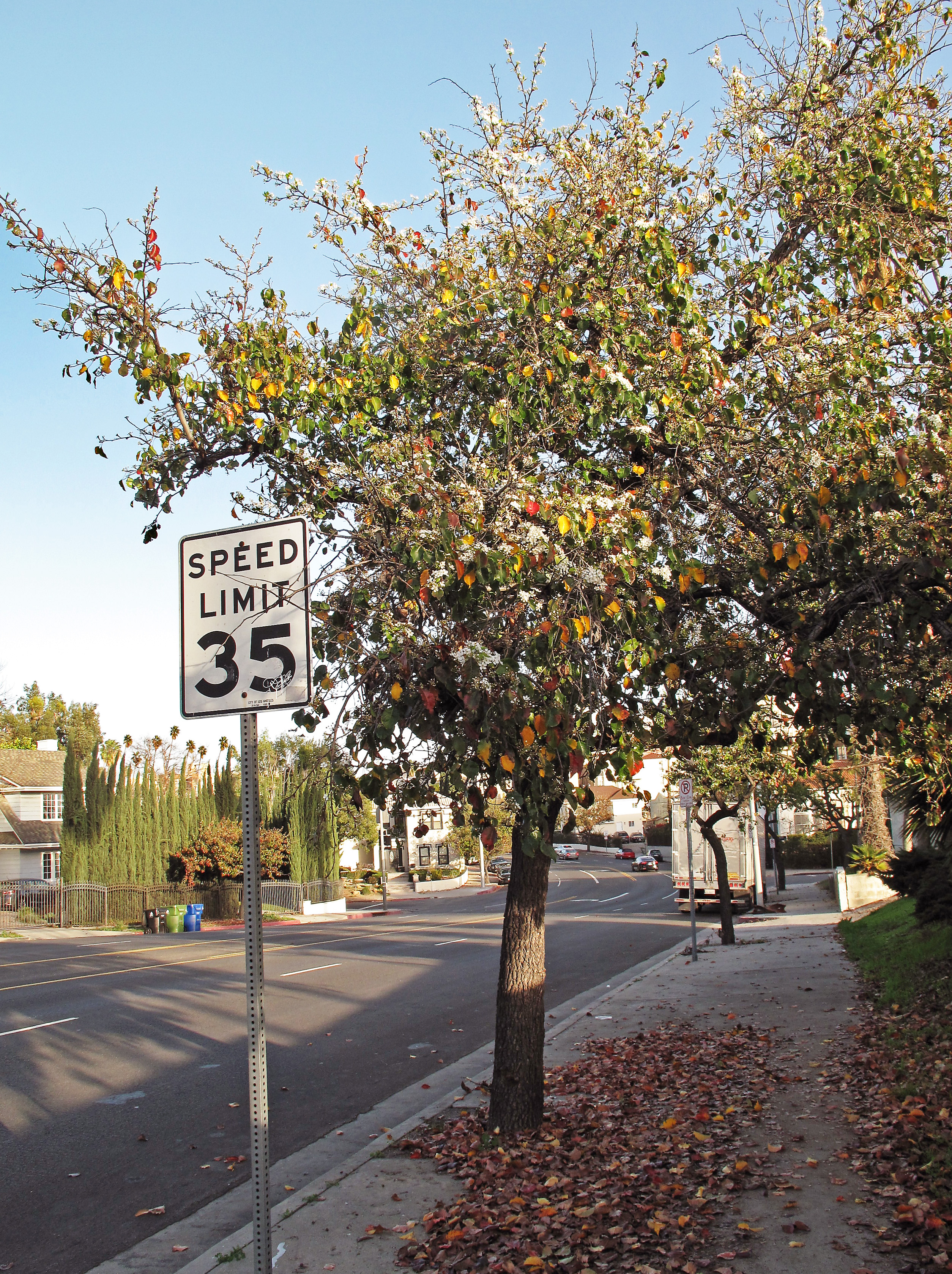 A magnificent Bradford Pear standing proud